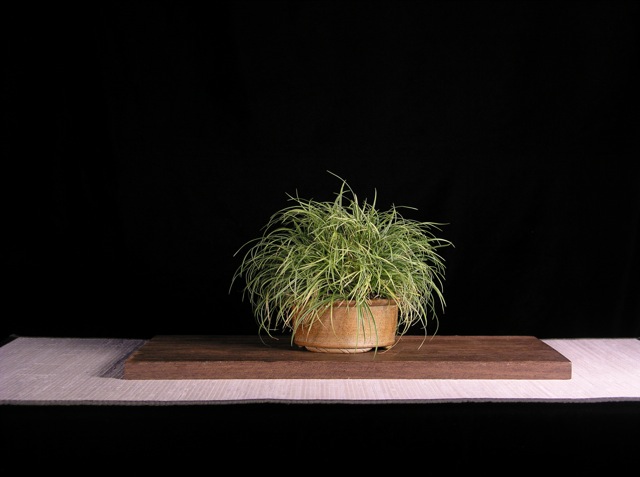 Varigated Grass Accessory Plant